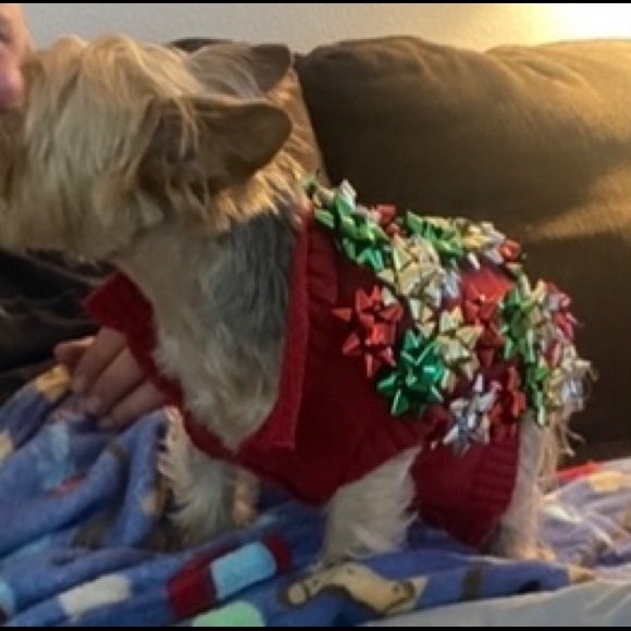 Pet Bow Christmas Sweater for a dog - NEW - Picture 2 of 14
